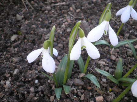Galanthus woronovii